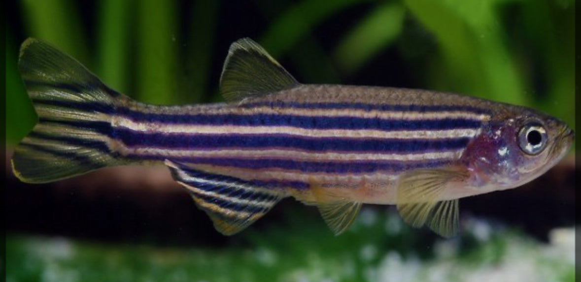 Zebra Danio