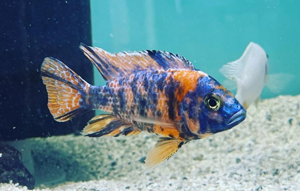 OB PEACOCK- AFRICAN CICHLID