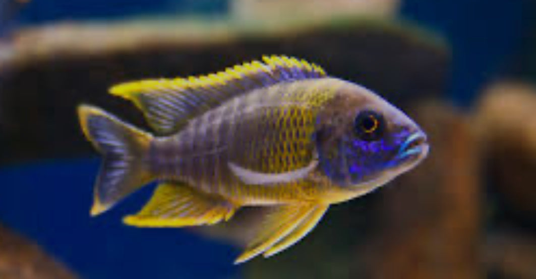 Lwanda Peacock Cichlid