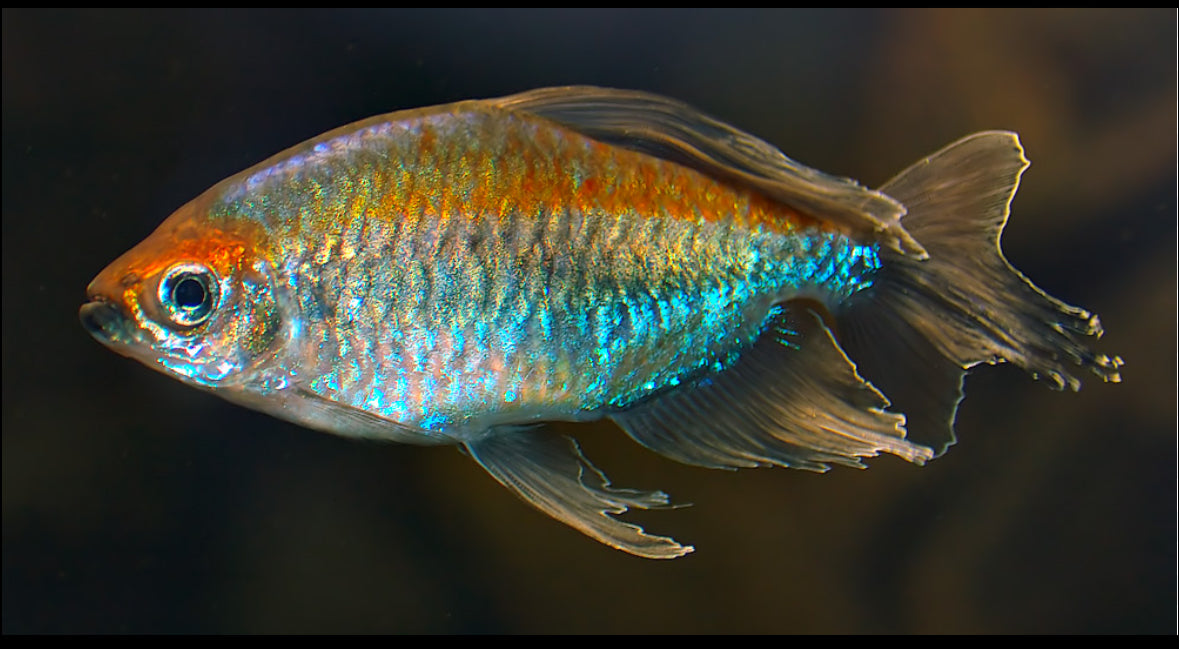 Congo Tetra
