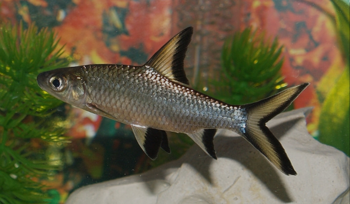 Bala Shark