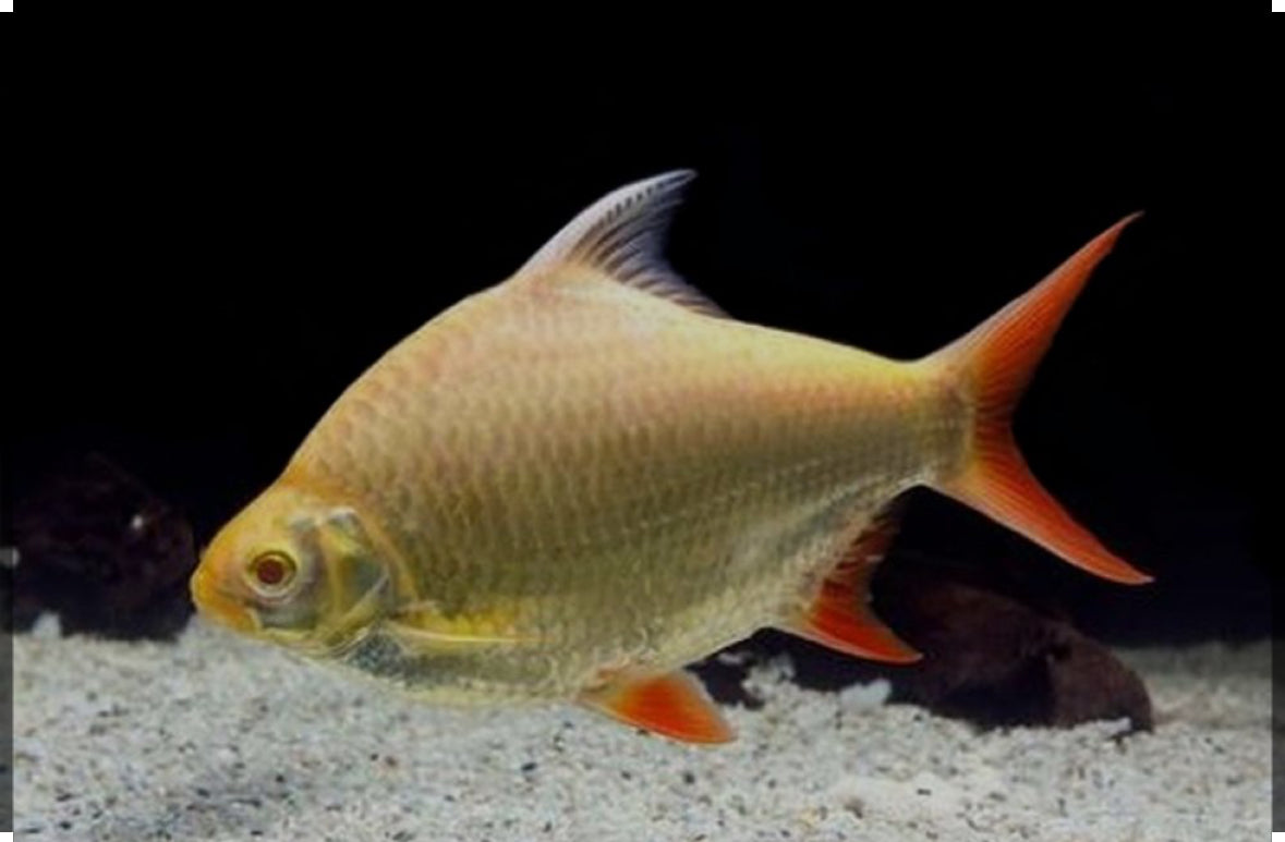 Gold Tinfoil Barb