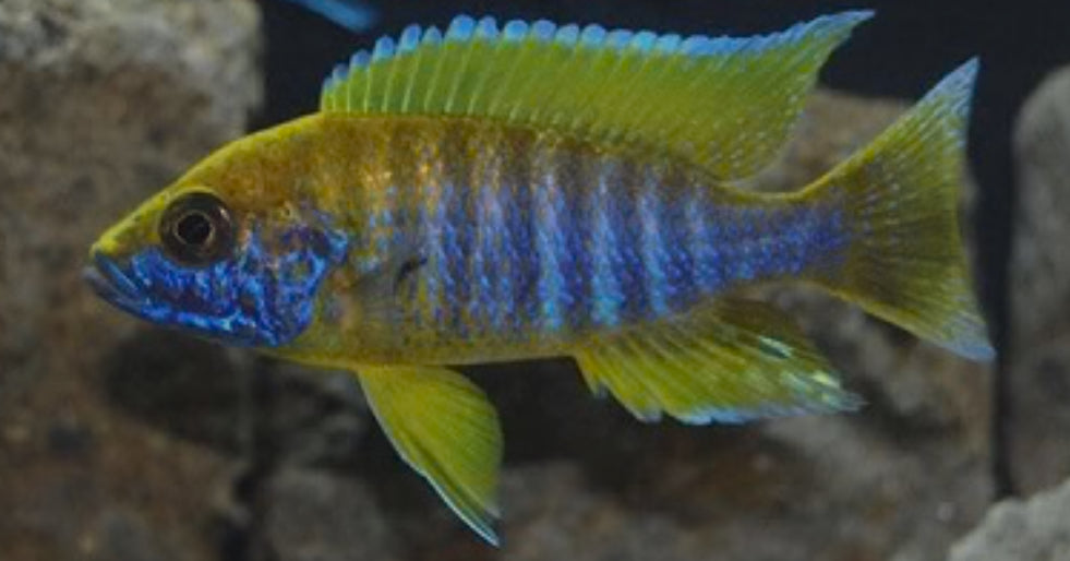 Lemon Jake Peacock - Aulonocara sp. Cichlid
