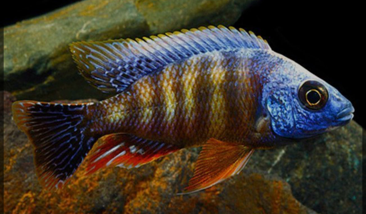 Taiwan Reef Cichlid
