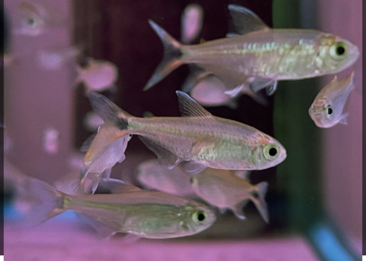 Blue Tetra