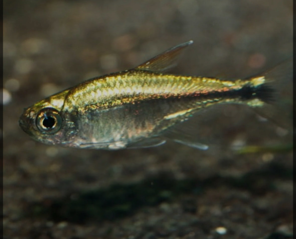 Blue Tetra