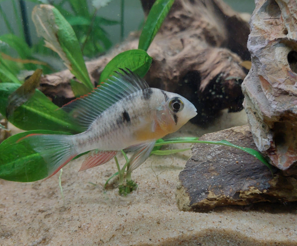Bolivan Ram Cichlid