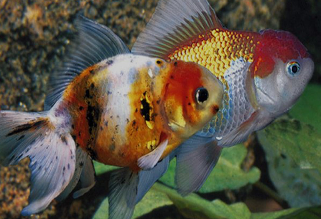 Oranda - Goldfish Asst colors