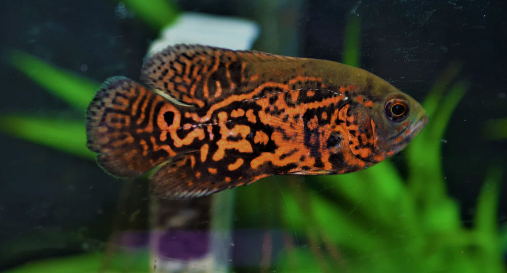 RED TIGER OSCAR