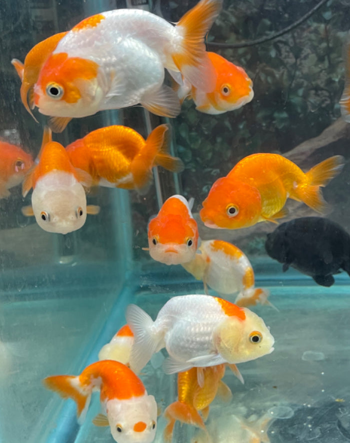 Ranchu- Goldfish Assorted colors