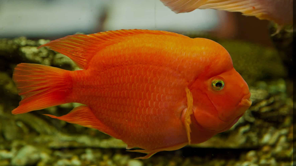 Blood Red Parrot Fish