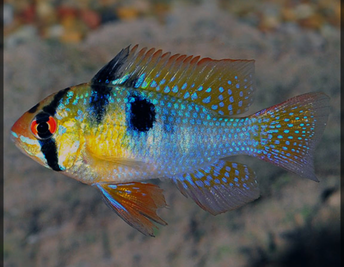 German Ram Cichlid