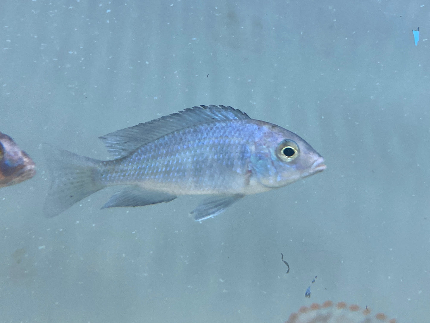 Moori dolphin cichlid