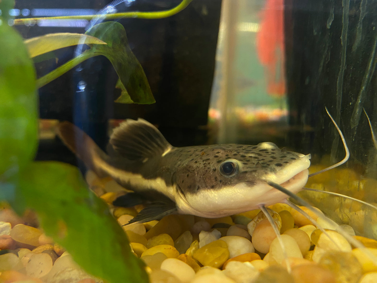 Red Tail Catfish