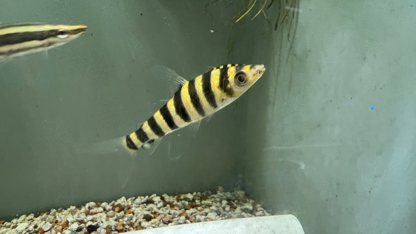 Black Banded Leporinus