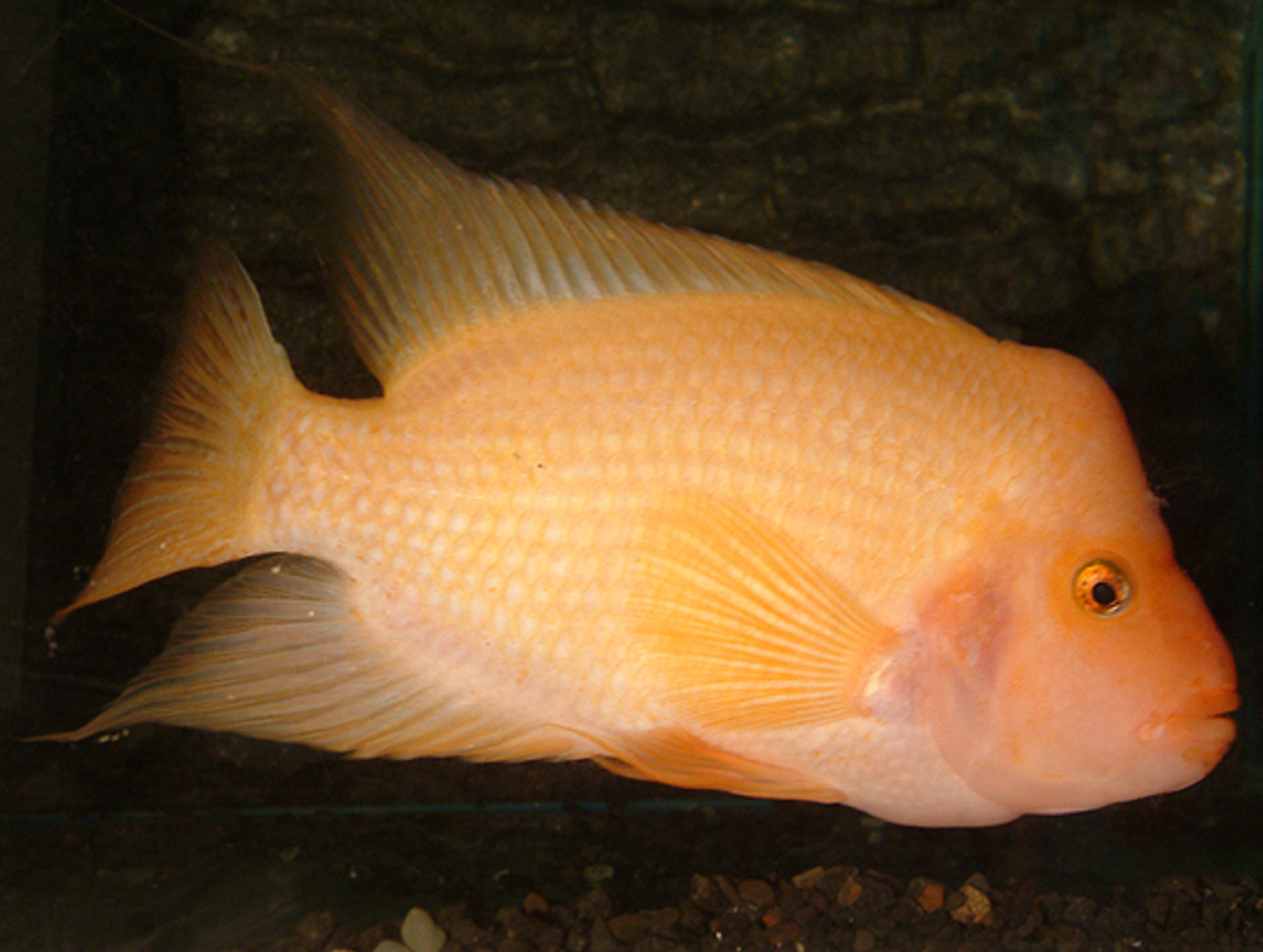 Red Devil Cichlids