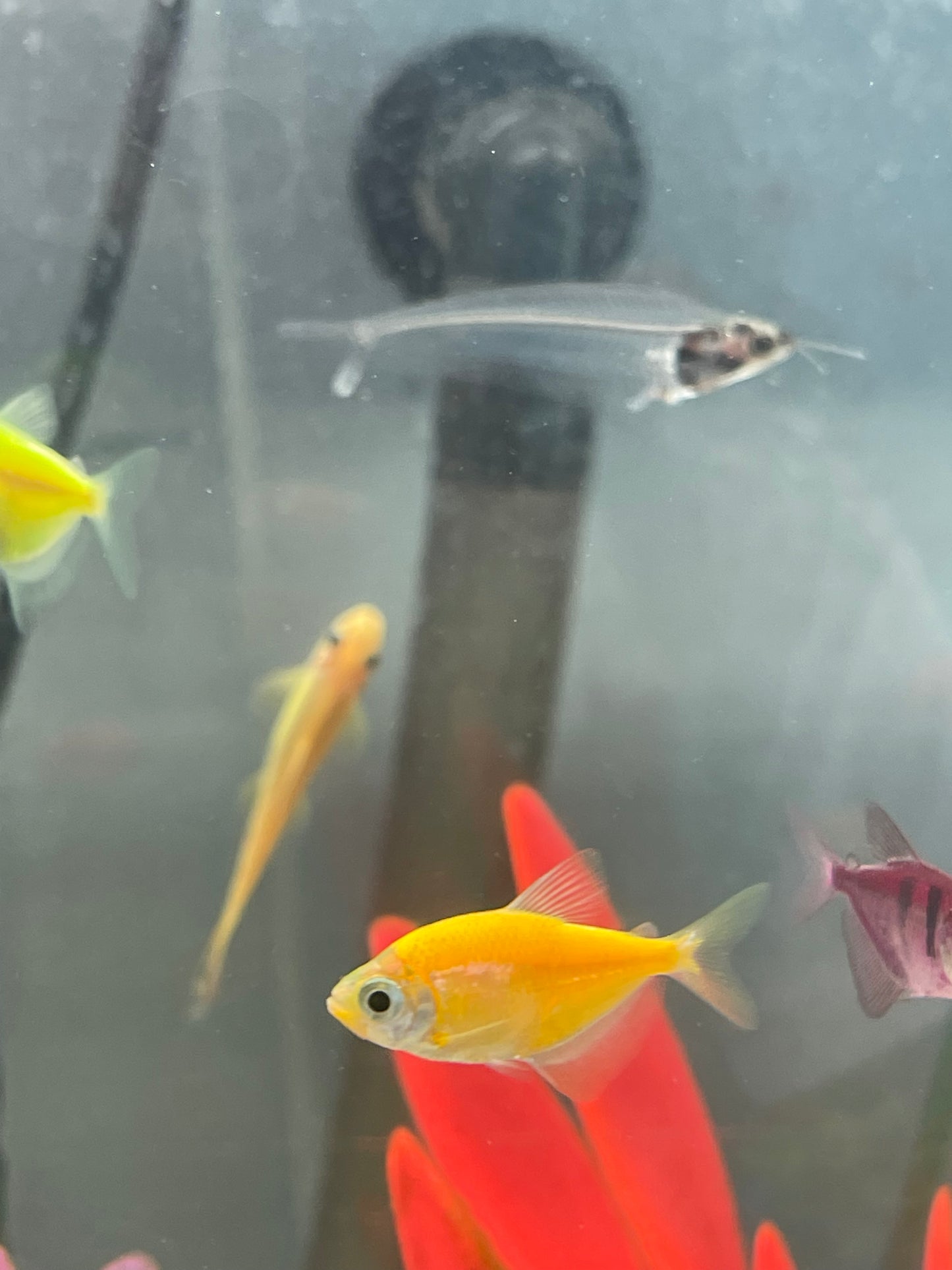 Glo Tetra
