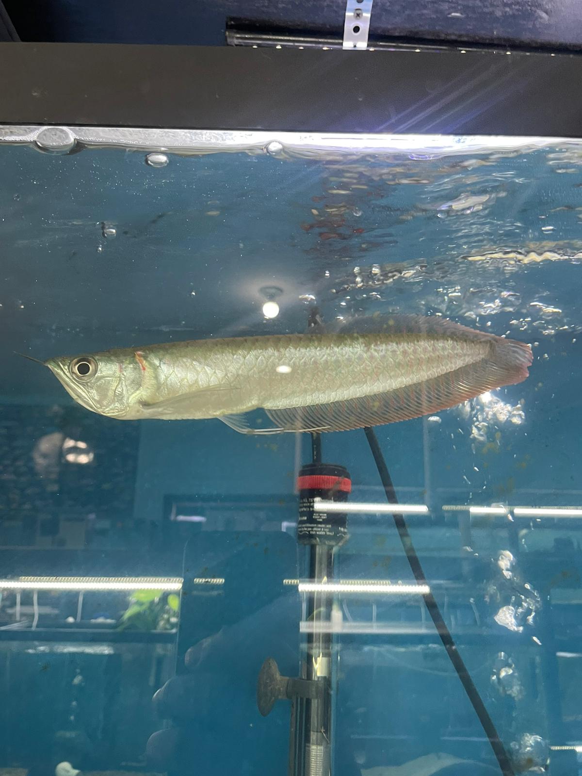 Silver Arowana