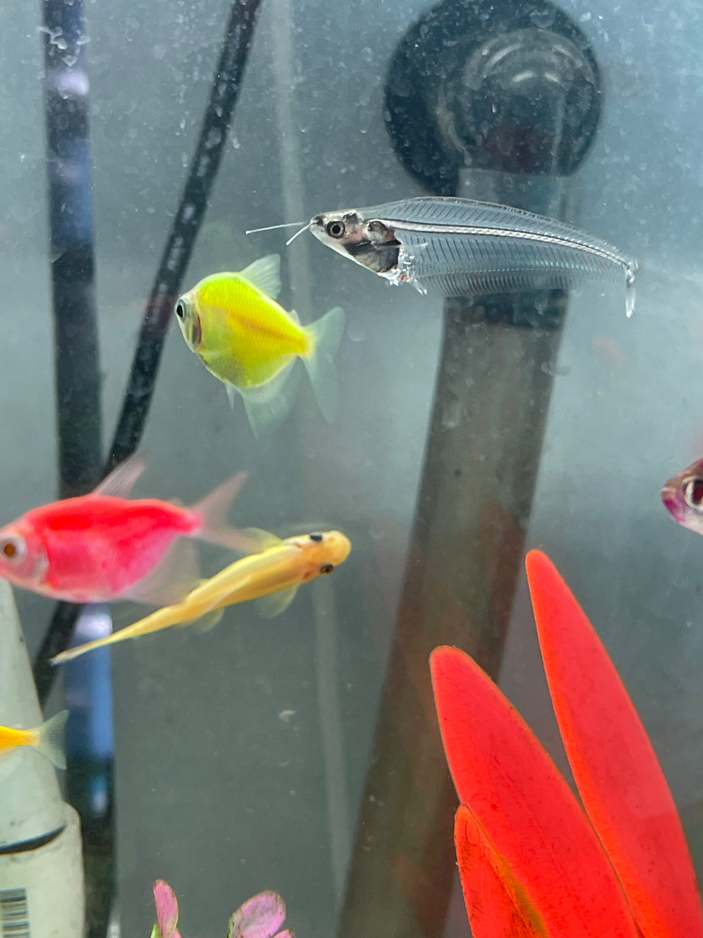 Glo Tetra