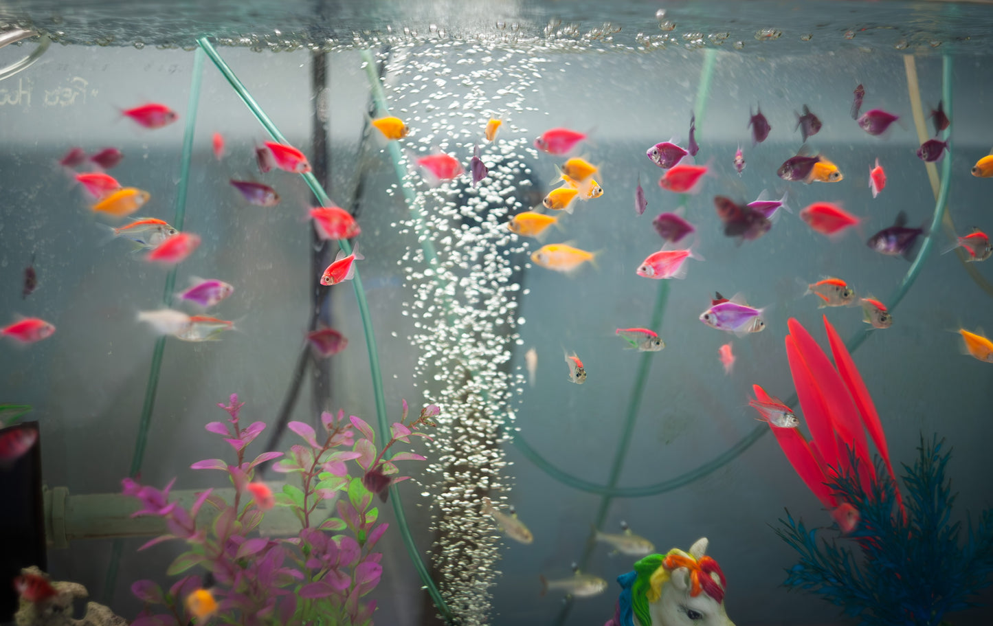 Glo Tetra