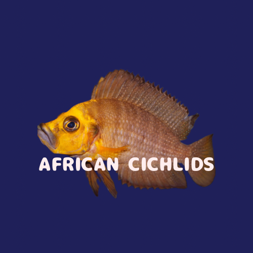 African Cichlids โ FISHADDICTSNYC