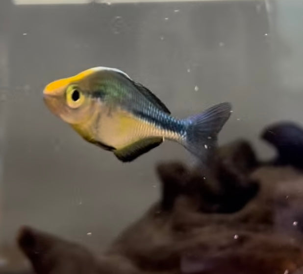 Turquoise Rainbowfish โ FISHADDICTSNYC