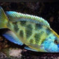 Venustus Hap Cichlid