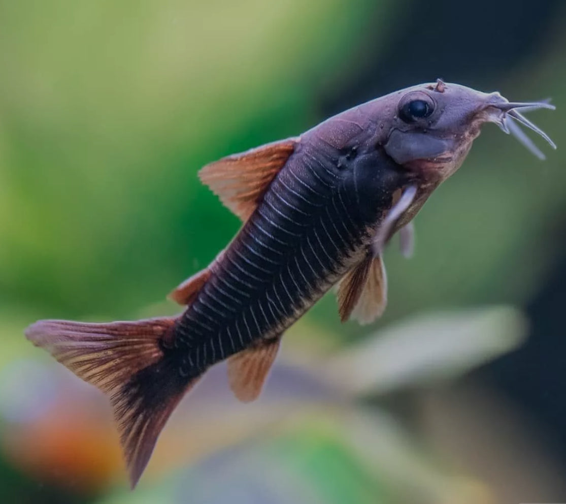 Black Venezuelan Corydora Catfish โ FISHADDICTSNYC