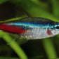 Neon Tetras