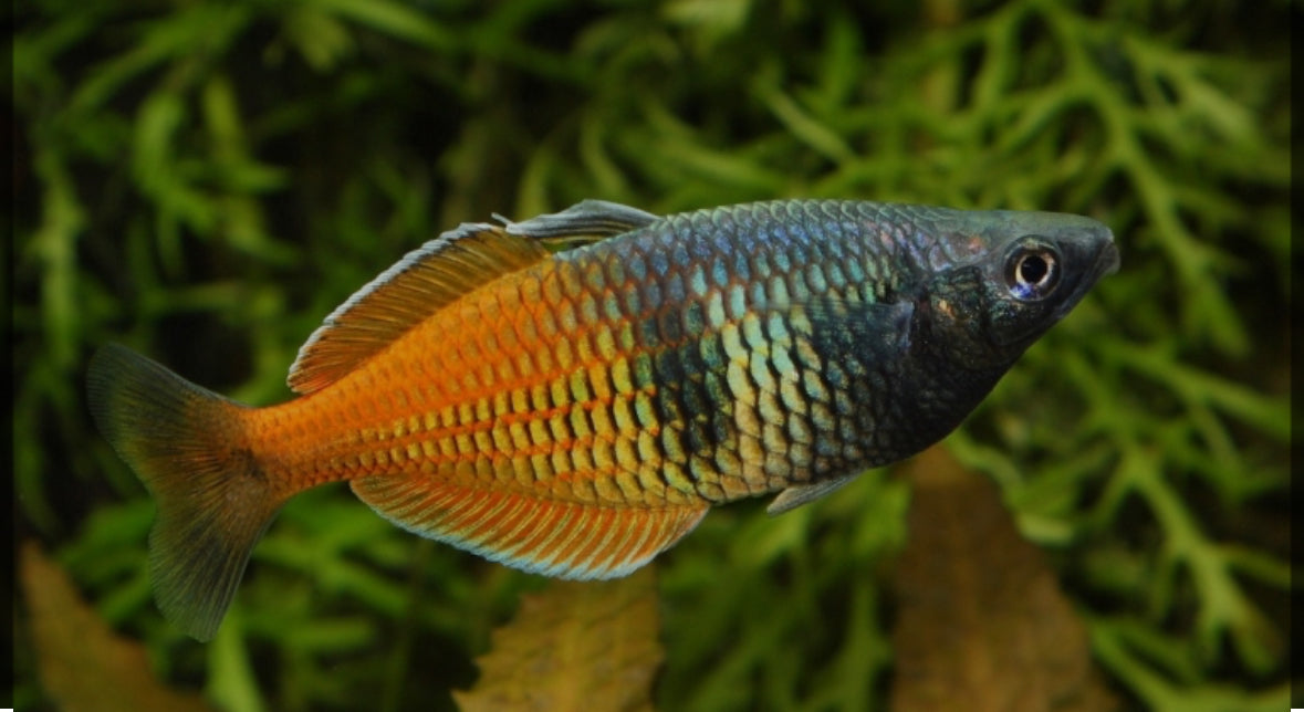 Bosemani Rainbow Fish โ FISHADDICTSNYC