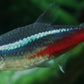 Neon Tetras