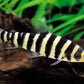 Black Banded Leporinus