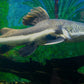 Red Tail Catfish