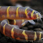 Kuhlil Loach