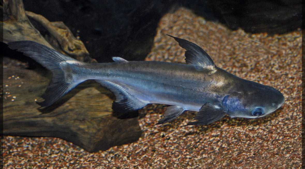 Iridescent Shark โ FISHADDICTSNYC