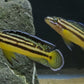 Julidochromis