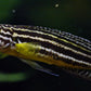 Julidochromis