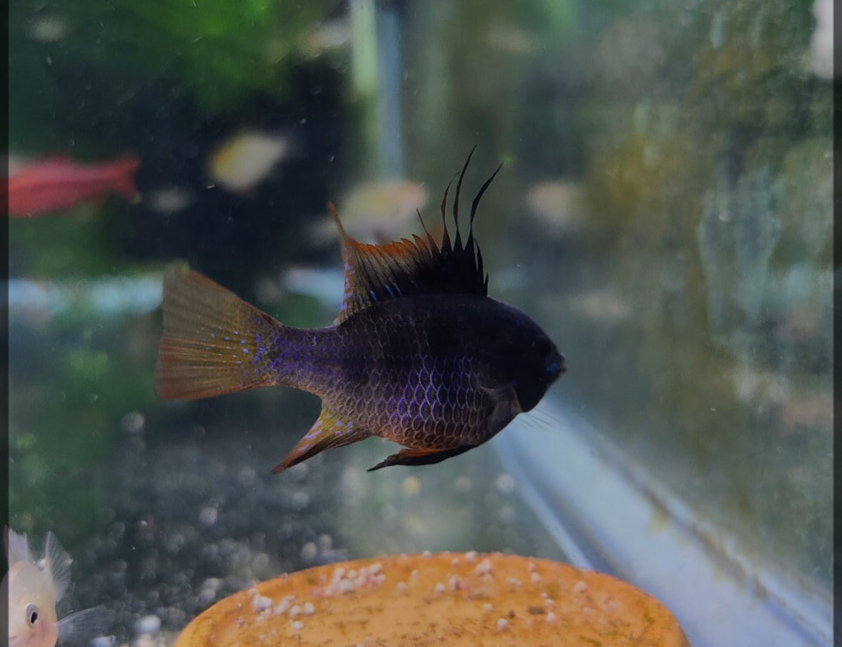 Black Ram Cichlid – FISHADDICTSNYC