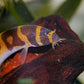 Kuhlil Loach