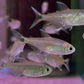 Blue Tetra