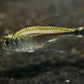 Blue Tetra