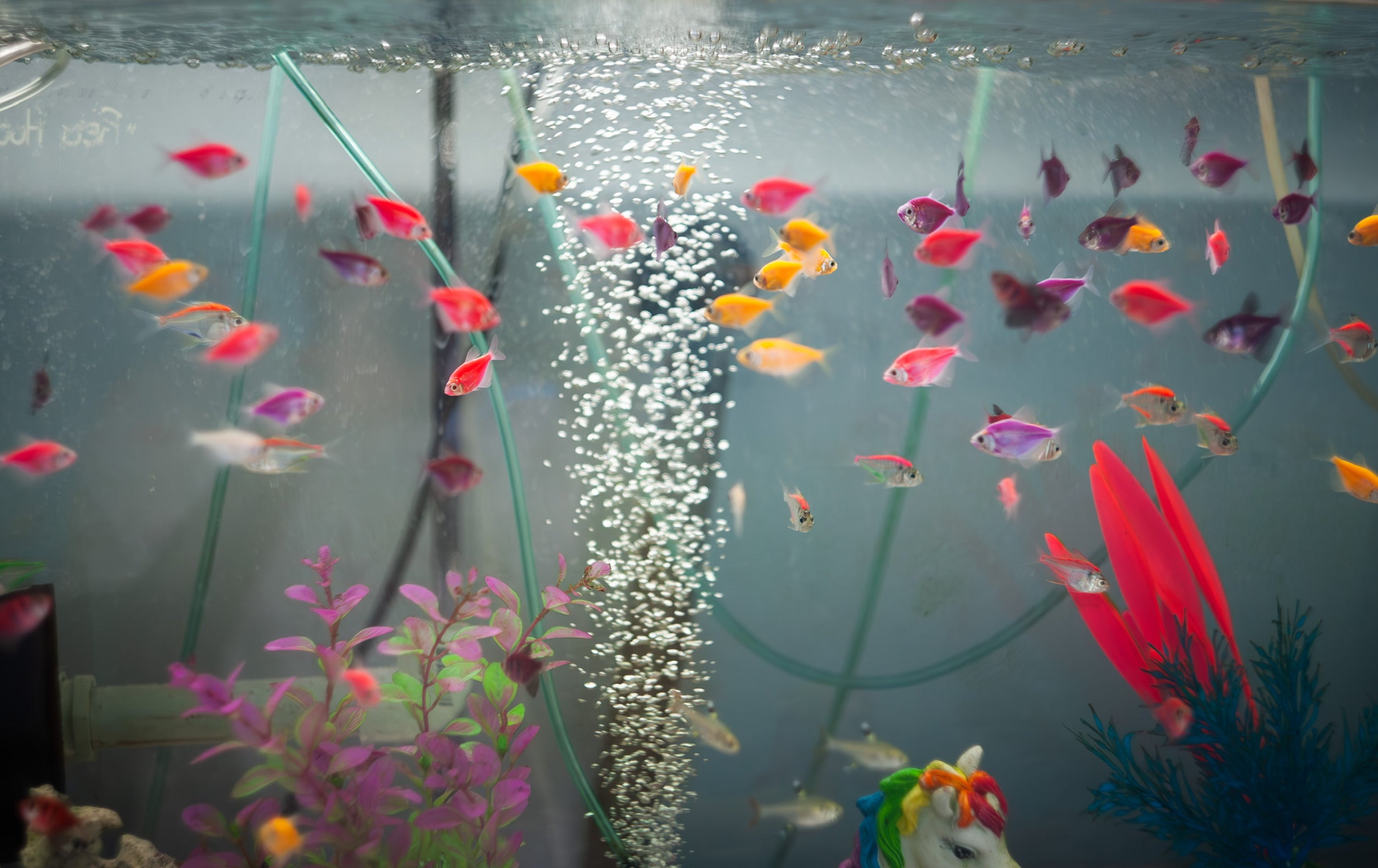 Glo Tetra โ FISHADDICTSNYC
